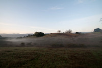 Field, Trees, Dawn Mist.