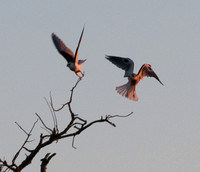 Two Kites taking Flight