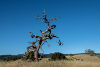 Phainopepla Tree (Old Valley Oak)