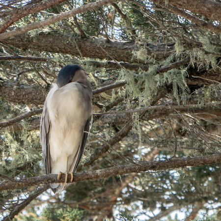 Black-crowned Night Heron (Nycticorax nycticorax)