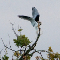 Juvenile White-tailed Kite (Elanus leucurus) Landing