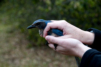 Scrub Jay Ready for Release