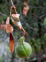 Buckeye Seed, Early Fall