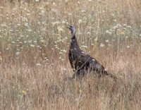 Wild Turkey (Meleagris gallapavo) in Grassland