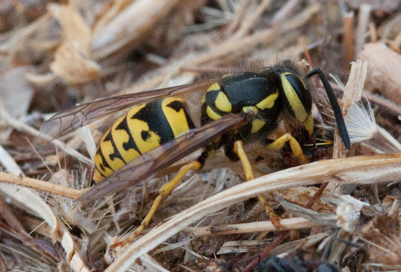 Yellowjacket Wasp