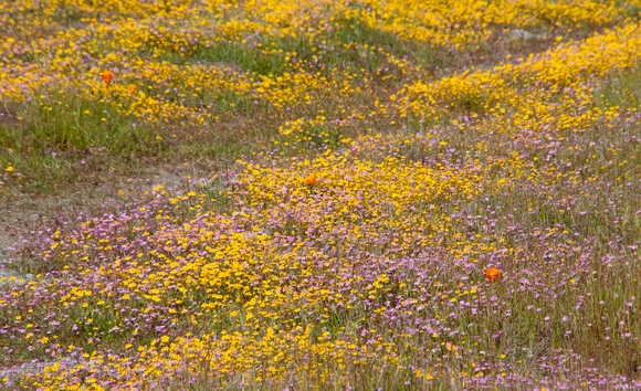 Spring Wildflowers at Jasper Ridge