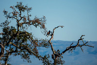 Common Raven (Corvus corax) in Coast Live Oak