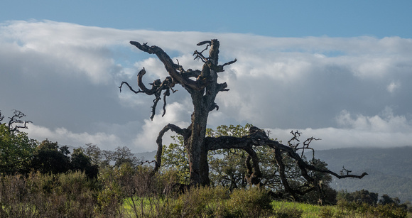 "Phainopepla Tree", with Western Bluebird