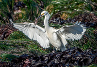 1/1/2022 Snowy Egret Catches a Fish at Pebble Beach