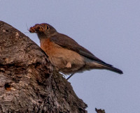 Female Western Bluebird (Sialia mexicana) with Insect -- in Phainopepla Tree at Dawn