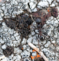 Ant on Lichen