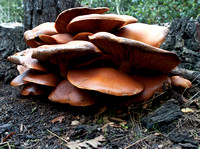 Jack-O-Lantern Mushroom (Omphalotus olivascens) from Below