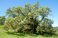 Valley Oak