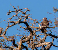 Red-tailed Hawk (Buteo jamaicensis) in Valley Oak (Quercus lobata)
