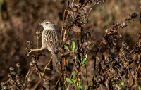 White-crowned? Sparrow (Zonotrichia leucophrys) Eating Seeds