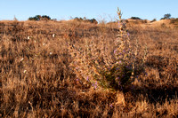 Grassland Plants