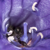 Winter Ant (Prenolepis imparis) in Blossom of Ithuriel's Spear (Tritelia laxa)