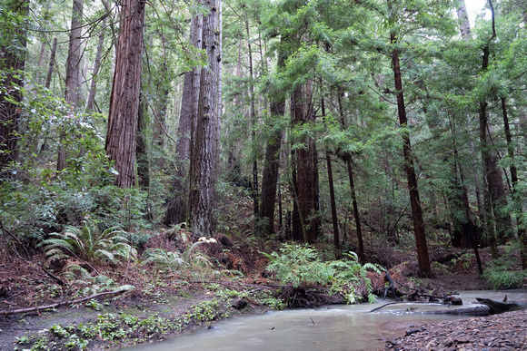 Redwoods, Ferns, and Butano Creek