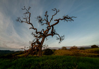 Phainopepla Tree at Sunrise