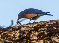 Male Western Bluebird (Sialia mexicana) Worries Insect