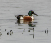 Male Northern Shoveler (Anas clypeata)