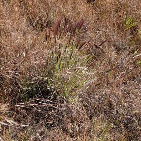 Big Squirreltail Grass (Elymus multisetus) (?)