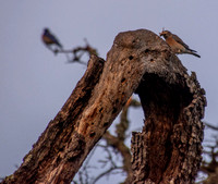 Female Western Bluebird (Sialia mexicana) with Insect -- in Phainopepla Tree at Dawn