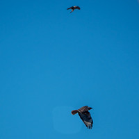 Male American Kestrel (Falco sparverius) Hassles a Soaring Red-tailed Hawk (Buteo jamaicensis)