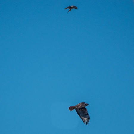 Male American Kestrel (Falco sparverius) Hassles a Soaring Red-tailed Hawk (Buteo jamaicensis)