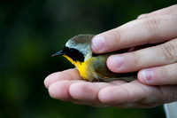 Common Yellowthroat (Geothlypis trichas) Ready for Release