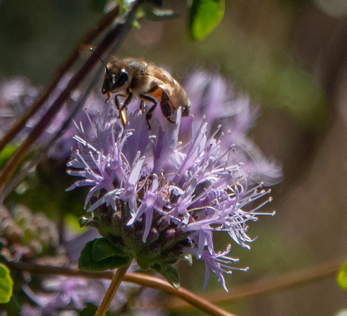 Western Honeybee (Apis mellifera) (?) visits Coyote-mint (Monardella villosa ssp. villosa)