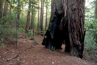 12Redwoods_DSC3813