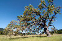 Visitors' Oak in Springtime