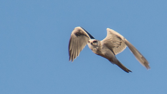 White-tailed Kite (Elanus leucurus) in Flight