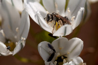Bee & Beetles in Flowers of Fremont's Star Lily = Zigadene Lily (Zigadenus fremontii)