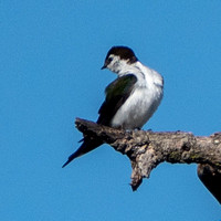 Swallow in Old Valley Oak