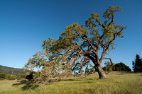 Valley Oak (Quercus lobata)