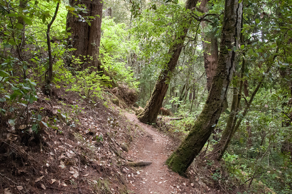 Hillside Trail