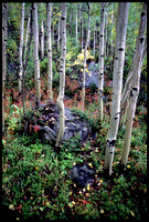 Beneath the Aspens