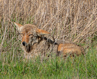 3/15/2020 Hanging Out with a Coyote at the Frog Pond