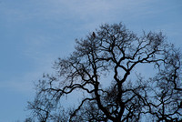 Hawk in Bare Oak