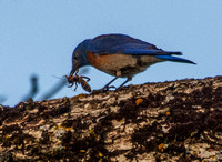 Male Western Bluebird (Sialia mexicana) Worries Insect