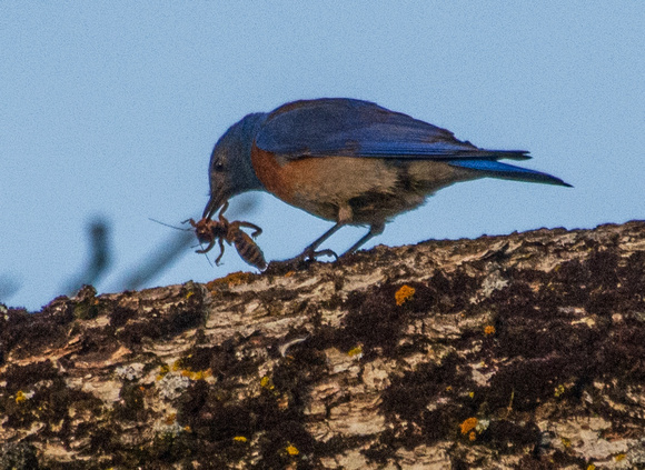 Male Western Bluebird (Sialia mexicana) Worries Insect