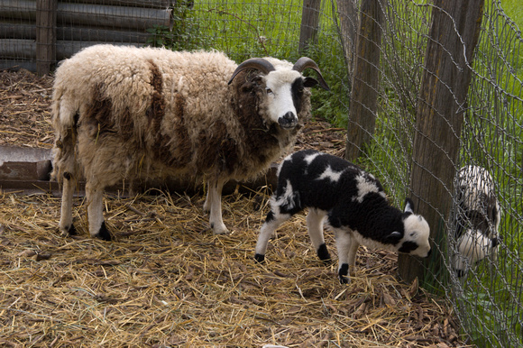 080312lamb_sheep_curious_dq