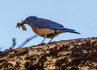 Male Western Bluebird (Sialia mexicana) Worries Insect