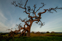 Phainopepla Tree at Sunrise