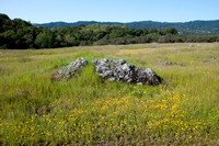 Serpentine Rock with Flowering Goldfields at Jasper Ridge