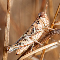 Dew-bedecked Grasshopper (2)