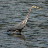 Great Blue Heron (Ardea herodias), Walking