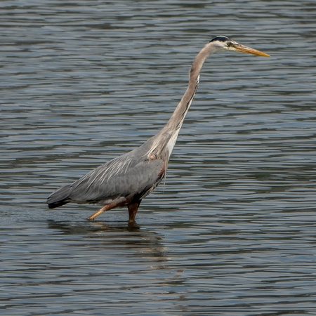 Great Blue Heron (Ardea herodias), Walking